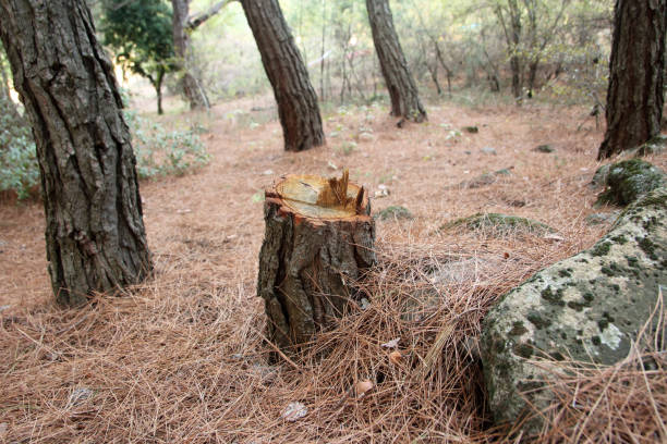 How Our Tree Care Process Works  in  Dasher, GA