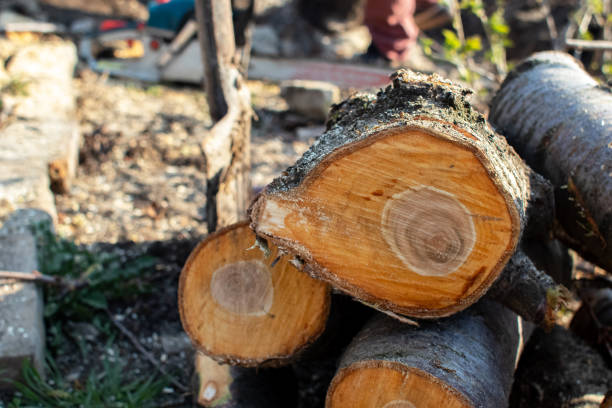 Best Tree Disease Treatment  in Dasher, GA