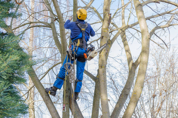 Best Tree Removal  in Dasher, GA