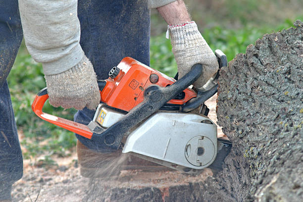 Lawn Pest Prevention in Dasher, GA