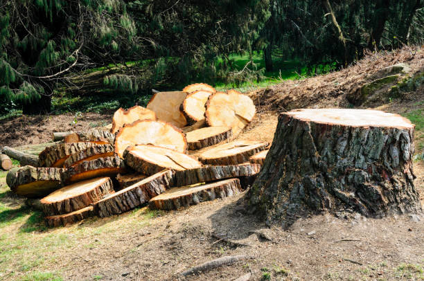 Best Tree Preservation Services  in Dasher, GA